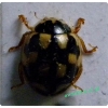 Propylea quatuordecimpunctata (Linnaeus, 1758) Wrzeciążka
